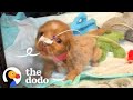 Bubble puppy decides shes ready to see the world  the dodo