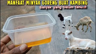Menyesal kalau nggak tau‼️Manfaat Minyak Goreng buat kambing, Ternyata sangat di butuhkan 