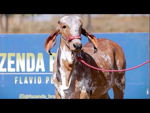 LOTE 22   RRP 9636 Domitila de Brasília