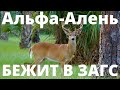 Альфа Алень гордо идет в ЗАГС