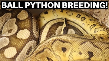 Ball Python Breeding Projects For The 2021 Breeding Season! - Benjamin