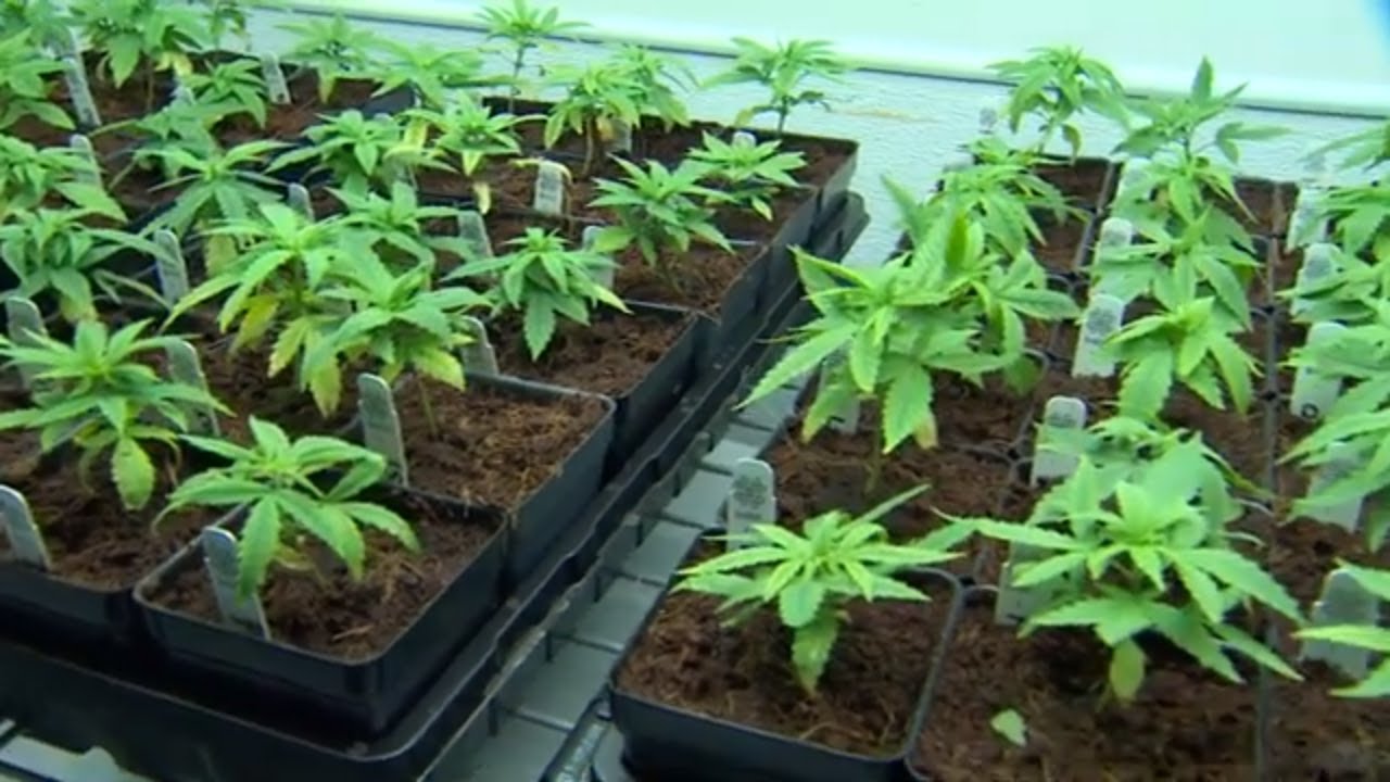 The truth about CBD oil and failing a drug test