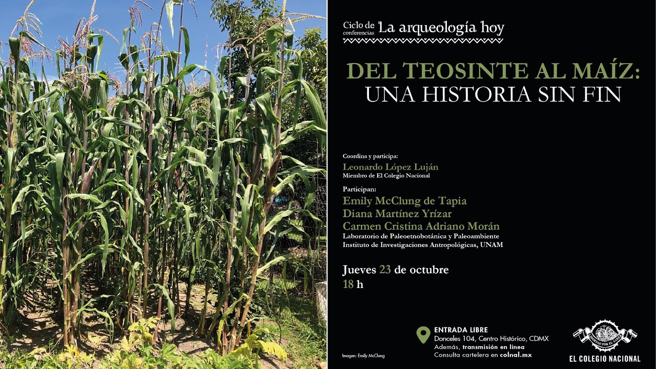 Del teosinte al maíz: una historia sin fin
