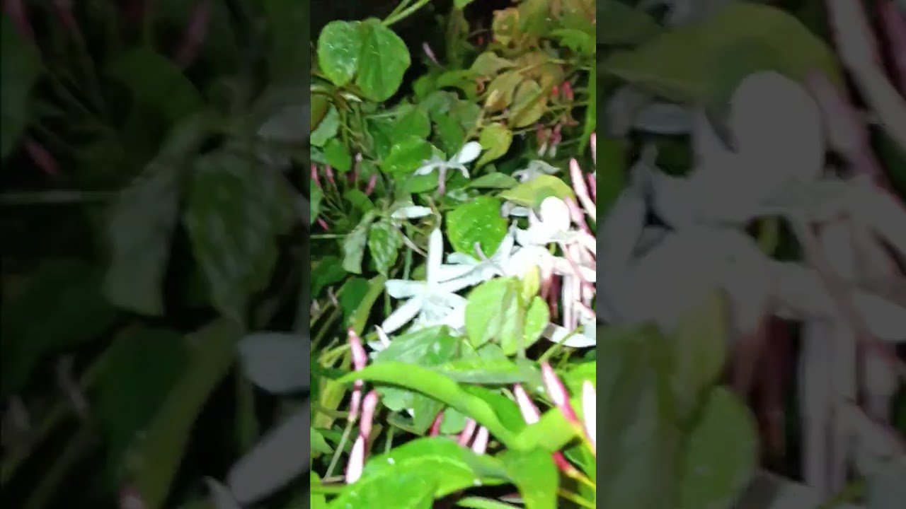 The little flowers from my garden ,they are smelling incredibly good 