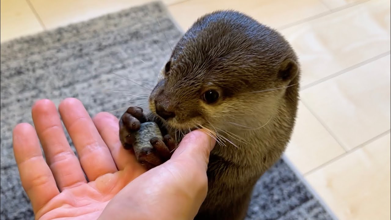 I gave the otter an icy item and it was adorable. - YouTube