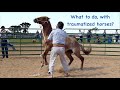 What to do with traumatized horses? - Doma India Scarpati - Scarpati Horsemanship