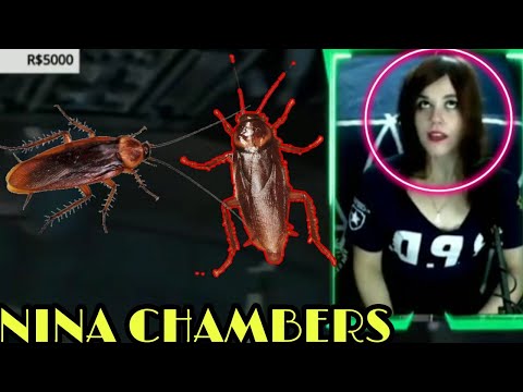 BARATA INVADE LIVE DA NINA CHAMBERS VEJA O MOMENTO KKKKK