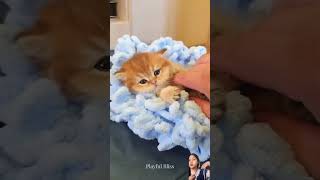 Cat part 5 #爱猫的人们 #搞笑的猫 #funny #cat