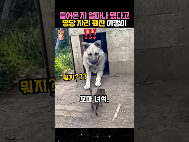 대형견 집에 제 발로 들어간 아깽이의 결말 #대형견 #아기고양이 #dogs