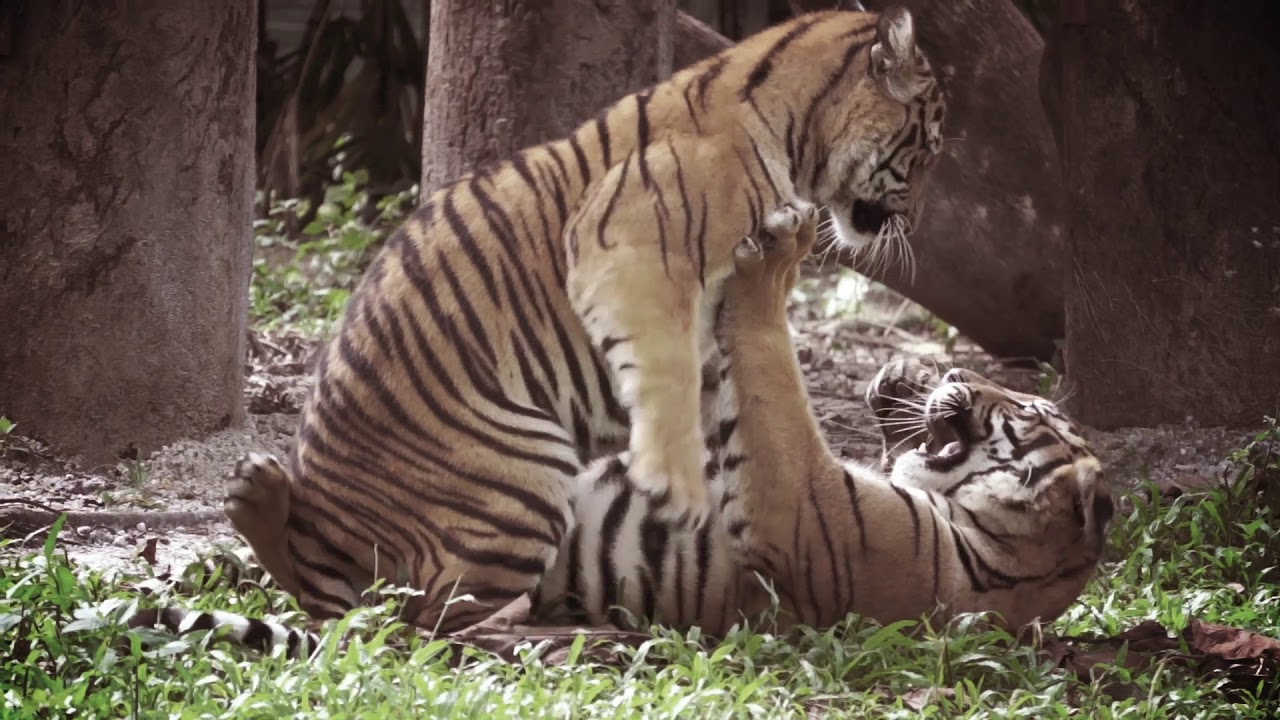 Indian tigers more stressed than their Russian cousins, shows study