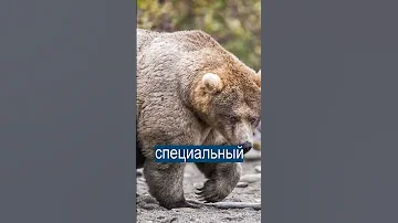 Конкурс толстых медведей выиграл гризли 635 кг