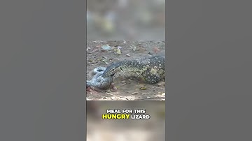 Deadly Showdown! Monitor Lizard vs Python  😱  #shortsviral #animals #shortsanimals #shorts