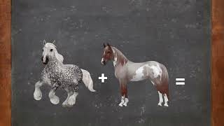Star Stable Horse Equations || Part 1