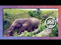 Elephants in 360 4K - Bird's Eye View (Wildlife and Nature 2018)