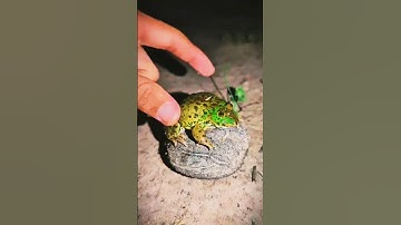 Tangkap katak lucu part 2