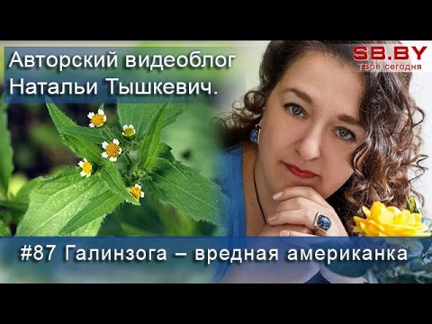 Бейне: Галинсога қауіпті арамшөптері кішкентай гүлді - Галинсога парвифлорасы