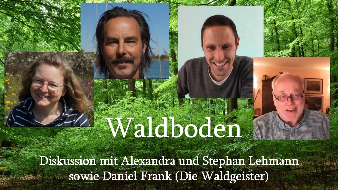 Wie der Waldboden Wetter und Wasser beeinflusst