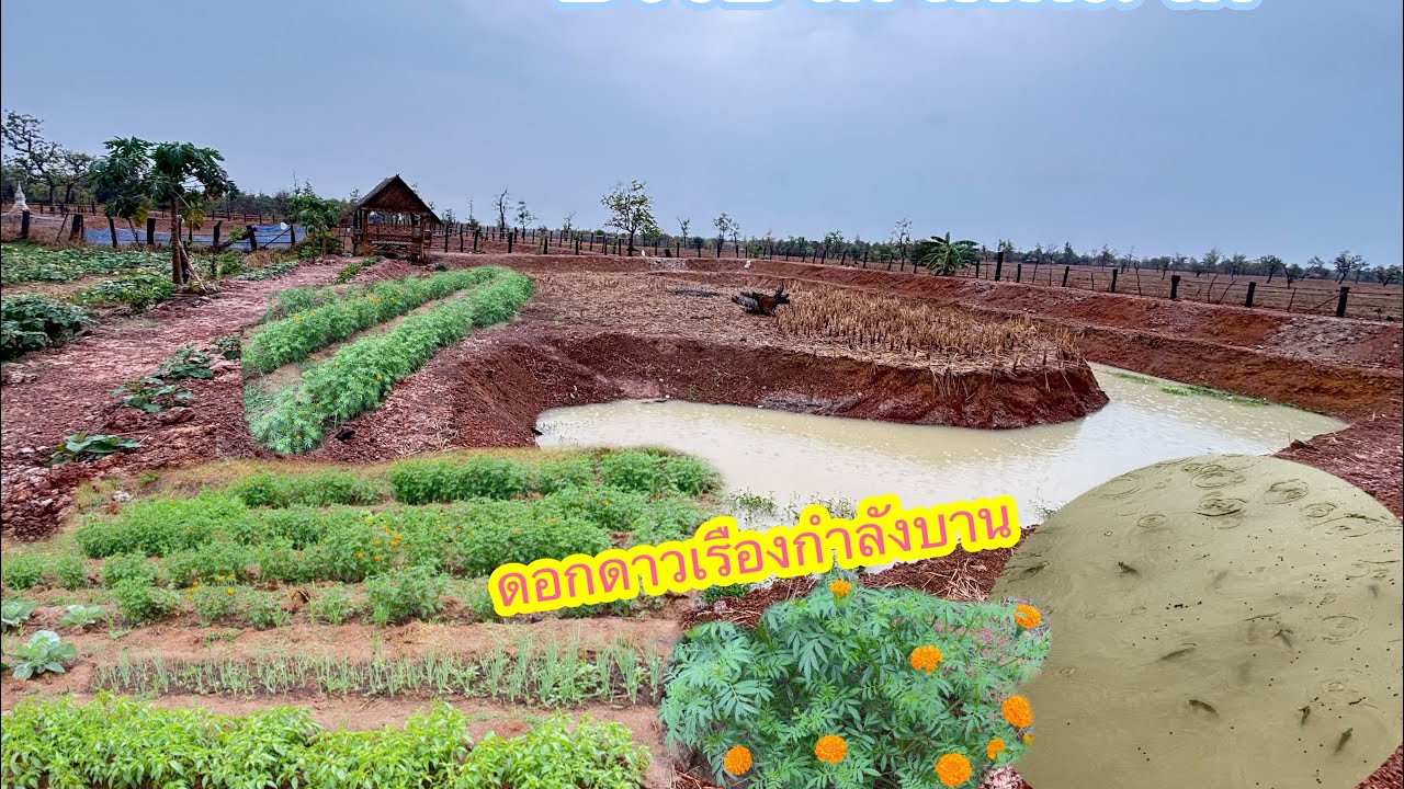 ິฝนตกลิน ต้นไม้ใบหญ้ามีชีวิตชีวา ให้อาหารปลา🐠🌱🌴🌧️