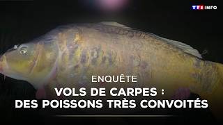 Carp Theft: Highly Coveted Fish｜TF1 INFO screenshot 1