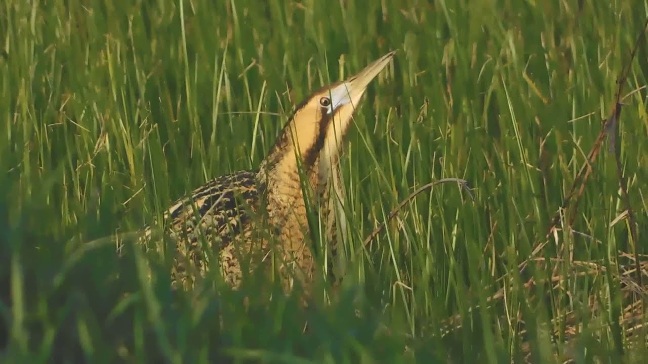 botaurus stellaris - birds of Greece