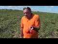 Врожайність 120 т/Га ! AMG 6090 F1 томат компанії Агромаркет Групп. Сливовидний!