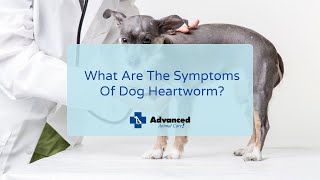 What Are The Symptoms Of Dog Heartworm