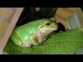 家に迷い込んだカエルを1年育てた結果... thumbnail