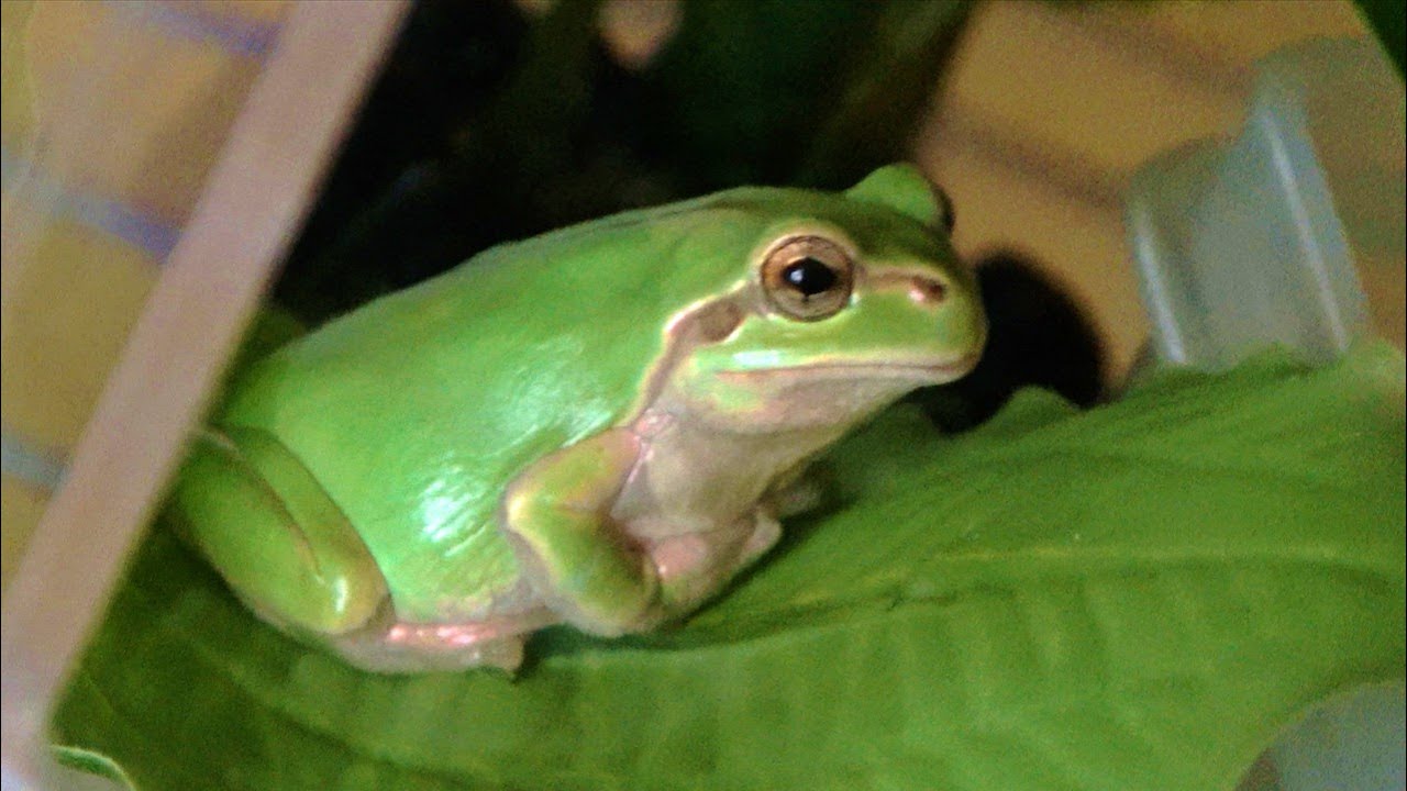 家に迷い込んだカエルを1年育てた結果...