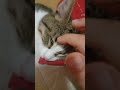 Моята сладка котка 🐱🐱🐱🐱🐱🐱😻😻😻😻😸😸😸😾😾😺😺😺❤️❤️❤️