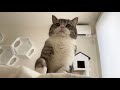 甘えんぼ猫を無視して昼まで寝てたらこうなりました…