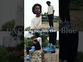 Air Jordan 5 Buyers guide. UNC University blue vs Dunk on mars #shorts #jordan5 #christmas #nike