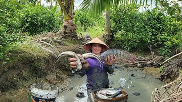 Bà Xã Cương Quyết Tát Cạn Cái Mương Bắt Cho Bằng Được Cặp Cá Khủng Mới Thôi | TTVLog