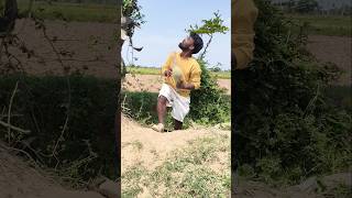 Eroju ma pakka urulo koncham pani||unte chusukuni intiki velthuna velle||darilo#birds #nature #help