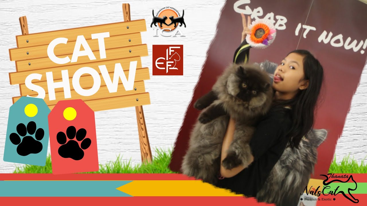 Кэт шоу. Cats show журнал. Ica show Cat.