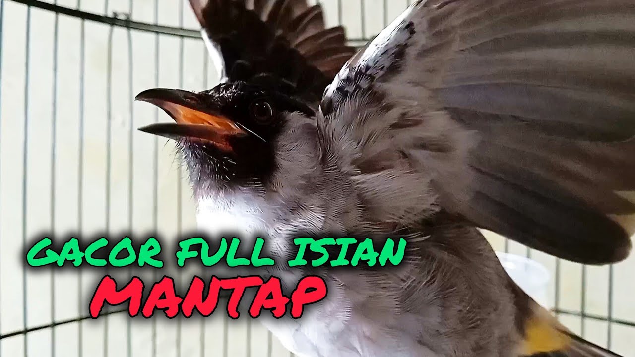 Kutilang Gacor FULL ISIAN Terbaik MANTAP Buat Pancingan Masteran Kutilang Malas Bunyi