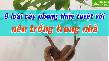 9 Loài cây phong thủy tuyệt vời nên trồng trong nhà
