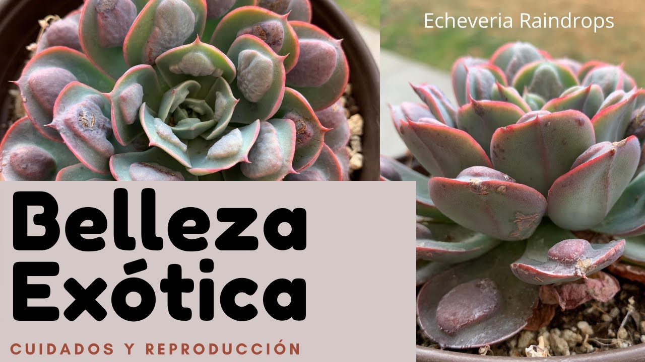 La Sucu del mes / Echeveria Raindrops