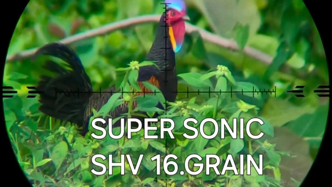SUPER SONIC SHV 16GRAIN||BERBURU AYAM HUTAN & TEKUKUR
