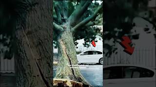 Extreme Storm Winds Knock Down Trees 🌪️ | Nature Power Caught on Camera | #shorts #shortsfeed