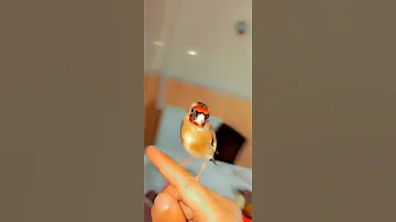 Chardonneret El Video La Plus Puissante Pour Stimuler 
