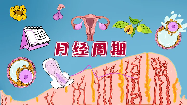 漫畫醫考 | 徹底弄懂【月經周期及其調節】の 卵子小姐尋愛記 - 天天要聞
