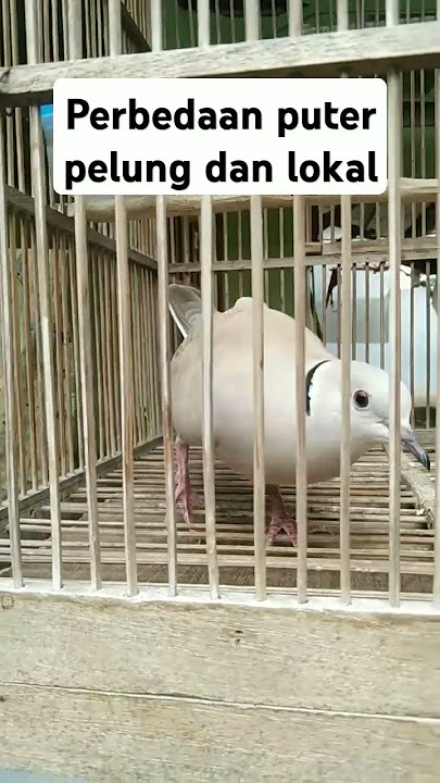 Perbedaan pelung dan lokal #burung #burungputer #birds #puterlokal #birdsfamily #pelung #puterpelung