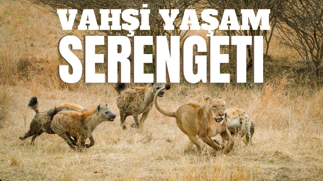 ⁣SERENGETİ BELGESELİ - AFRİKA'NIN VAHŞİ YAŞAMI - #BELGESEL