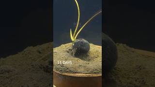 Lotus seed growing underwater #timelapse