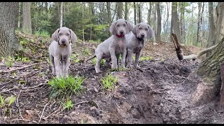 Die Weimaraner Welpen  Woche 8 im Wald mit Papa Wilson