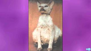 Cure for FIP CAT- Feline Infectious Penitonitis Cure for FIP CAT- Feline Infectious Penitonitis