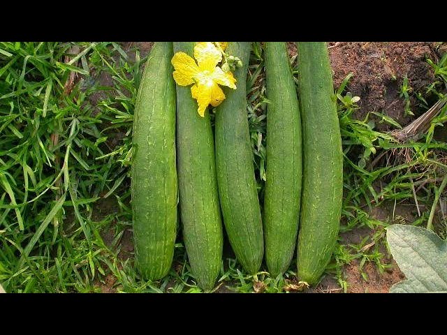 Turai Ki Sabji Village Style | Zaika Secret Recipes Ka - Cook With Nilofar Sarwar