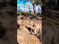 Kanguru e o Cachorro