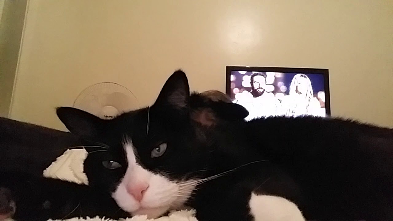 Boy meets a Halloween cat & couldn't care less - YouTube