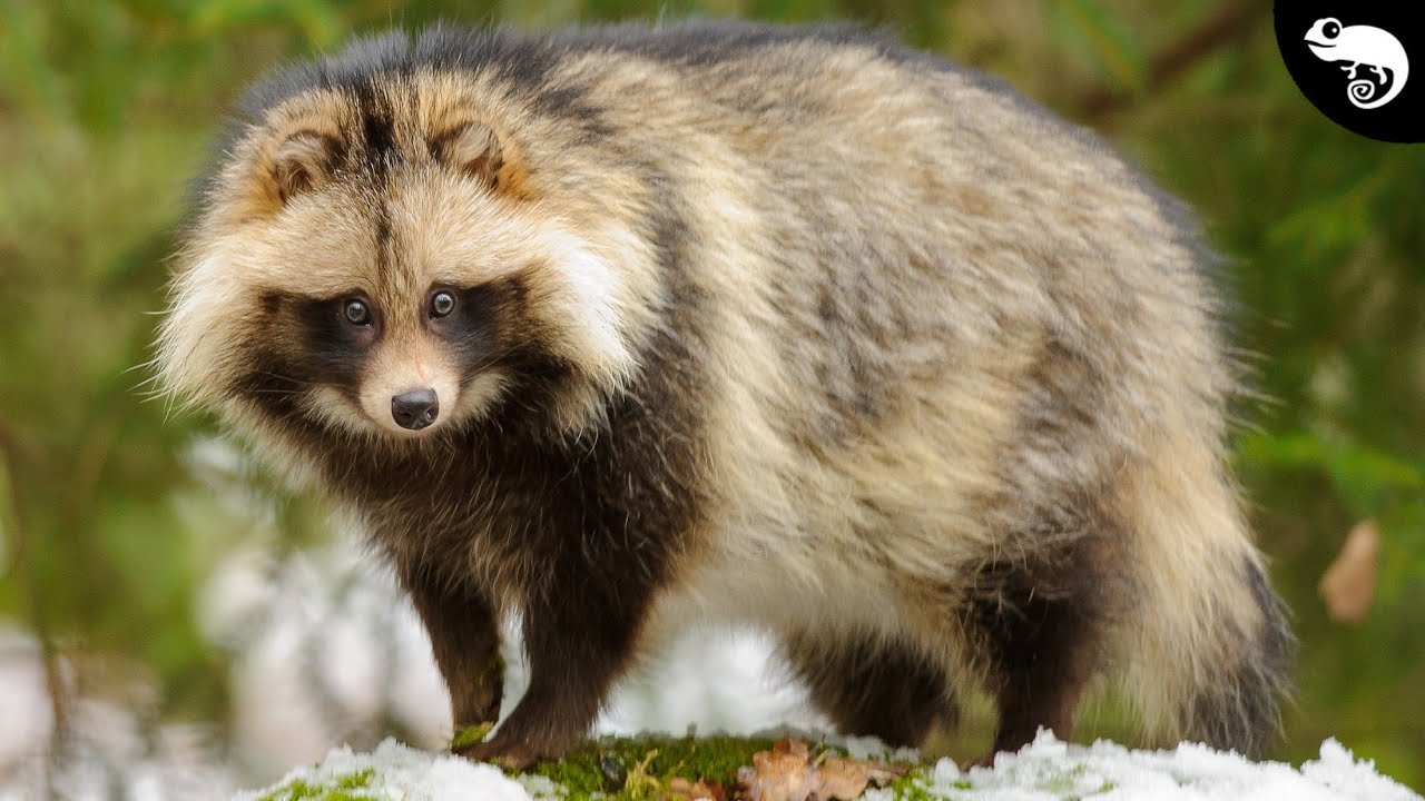 Every Species of Canid (Wolves, Jackals, Dogs, and Other Foxes)
